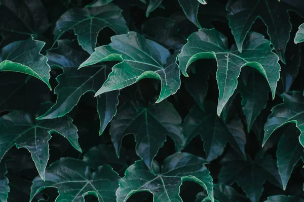 green ivy leaves close up. texture and background for designers. symmetrical leaves