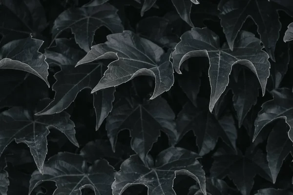 black ivy leaves close up. texture and background for designers. symmetrical leaves
