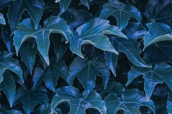 blue ivy leaves close up. texture and background for designers. symmetrical leaves