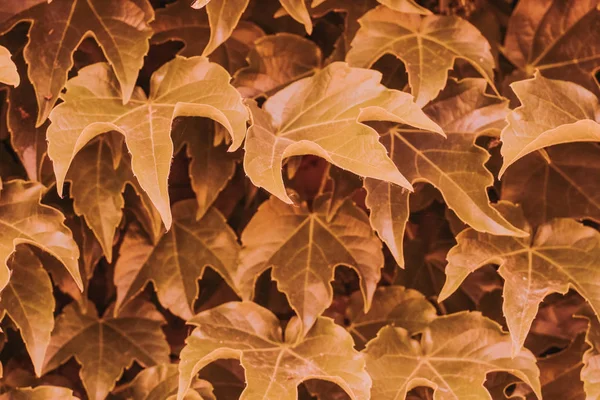 red ivy leaves close up. texture and background for designers. symmetrical leaves