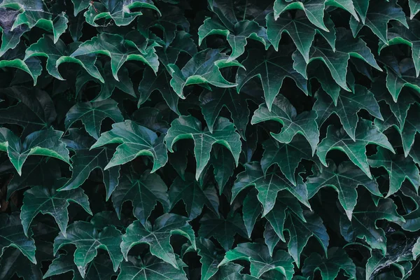 Grön Murgröna Löv Närbild Textur Och Bakgrund För Designers Symmetriska — Stockfoto