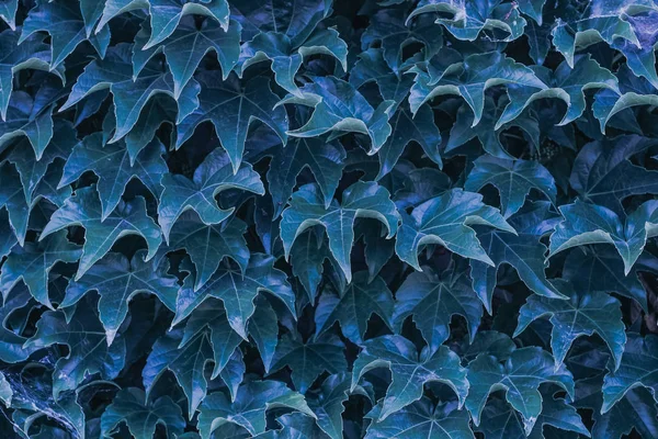 blue ivy leaves close up. texture and background for designers. symmetrical leaves