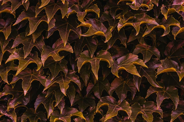 Red Ivy Leaves Close Texture Background Designers Symmetrical Leaves — Stock Photo, Image