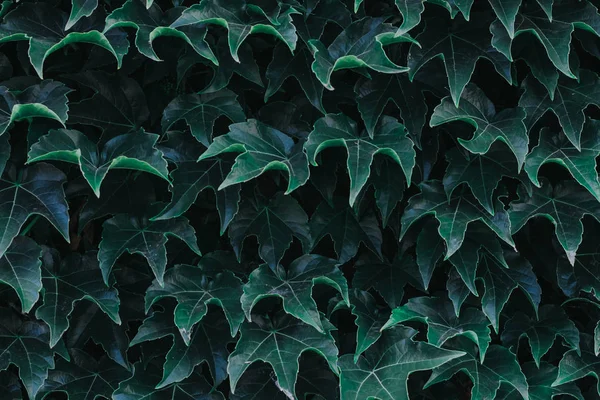 Groene Klimop Verlaat Close Textuur Achtergrond Voor Ontwerpers Symmetrische Bladeren — Stockfoto