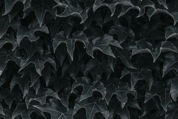 black ivy leaves close up. texture and background for designers. symmetrical leaves