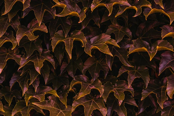 red ivy leaves close up. texture and background for designers. symmetrical leaves