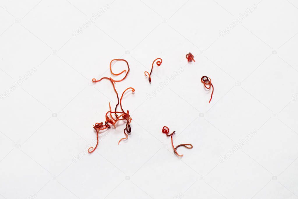 red parasites worms on a white background. Thin helminths that live in freshwater
