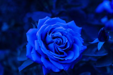 Doku veya metin alanı. Yukarıdan görüntüle. mavi arka plan bahçesinde çiçek çiçeklenme gül. 