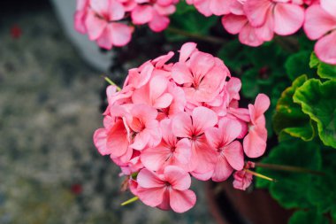 Pembe Sardunya yakın. Çiçek tomurcuk