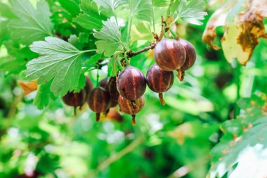 bir Bush üzerinde olgun Bektaşi üzümü. Yeşil bir arka planda bir şube üzerinde mor Bektaşi üzümü