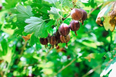 bir Bush üzerinde olgun Bektaşi üzümü. Yeşil bir arka planda bir şube üzerinde mor Bektaşi üzümü