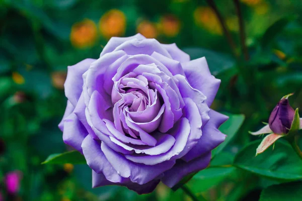 View from above. purple rose flower blooming in the garden of green background. Texture or text space