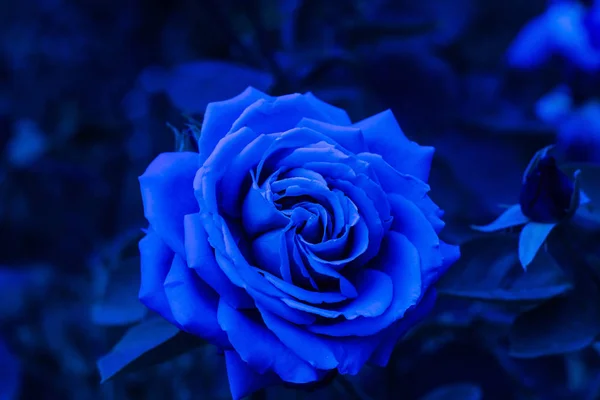 Doku veya metin alanı. Yukarıdan görüntüle. mavi arka plan bahçesinde çiçek çiçeklenme gül. 