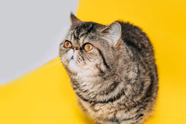 Екзотичний Короткошерстий Кіт Жовтими Очима Жовтому Тлі Таббі — стокове фото