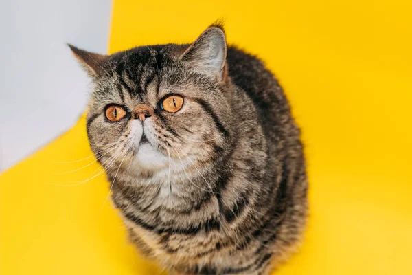 Gato Exótico Taquigrafía Con Ojos Amarillos Sobre Fondo Amarillo Tabby —  Fotos de Stock