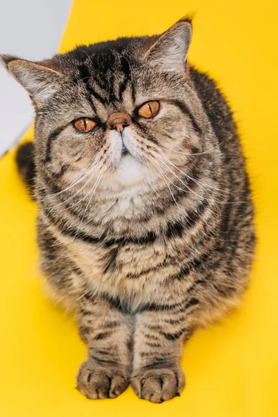 Gato Exótico Taquigrafía Con Ojos Amarillos Sobre Fondo Amarillo Tabby —  Fotos de Stock