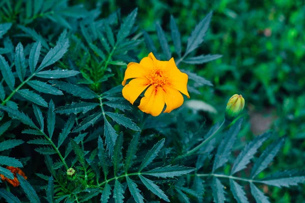 Marigolds Florescendo Jardim Close Flores Marigolds Bonita Verde — Fotografia de Stock