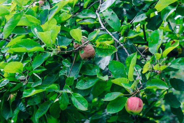 Monilinia Fructigena Una Manzana Enferma Con Signos Evidentes Lesión Creciendo — Foto de Stock