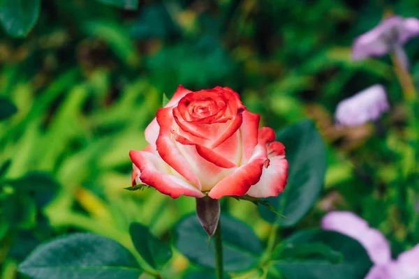 Rosa Branca Dois Tons Com Vermelho Jardim Fundo Verde Vista — Fotografia de Stock