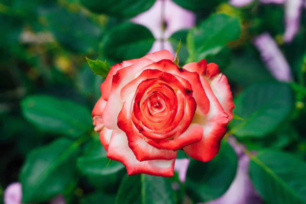 Rose Blanche Bicolore Avec Rouge Dans Jardin Sur Fond Vert — Photo