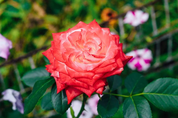 Rosa Branca Dois Tons Com Vermelho Jardim Fundo Verde Vista — Fotografia de Stock