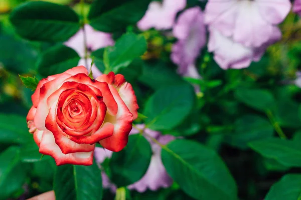Rosa Branca Dois Tons Com Vermelho Jardim Fundo Verde Vista — Fotografia de Stock