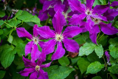 Mor çiçek açan Clematis yakın çekim. Bahçe çiçek açan Liana