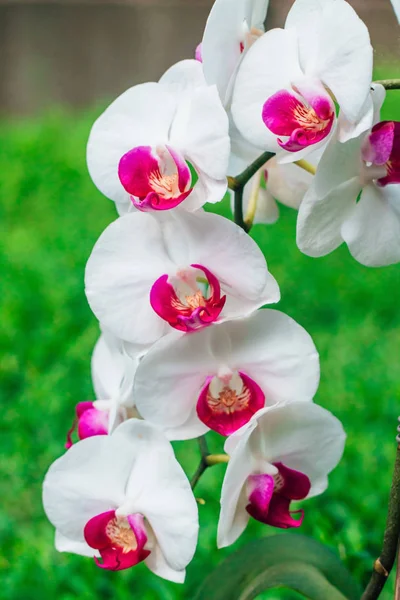 White orchid with a pink center on a green background. Many orchids on one branch
