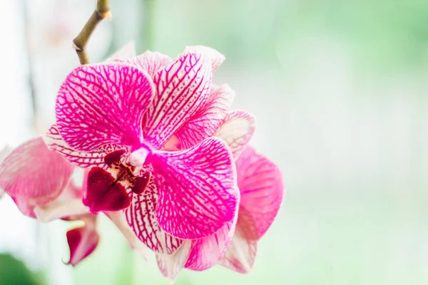 Orquídea Rosa Com Veias Fundo Branco Close Fundo Com Espaço — Fotografia de Stock