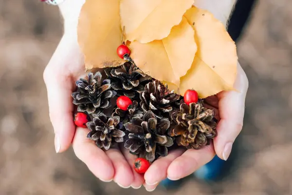 Fir Cones Rosehip Berries Hands Girl Autumn Atmosphere — Stock Photo, Image