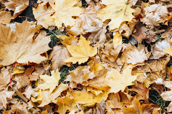 Carpet Colorful Autumn Leaves Canadian Maple — Stock Photo, Image