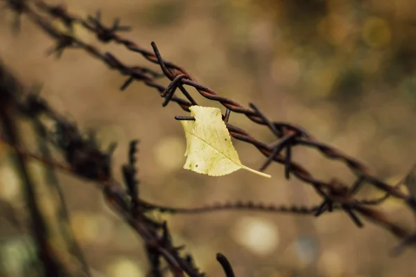 金属製の柵の上の錆びたワイヤー ぼやけた秋の背景 — ストック写真