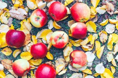 Sarı sonbahar yapraklı kırmızı elmalar.