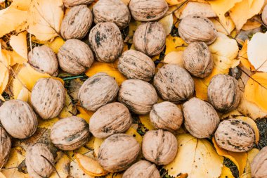 Sarı sonbahar yapraklı fındıklar.