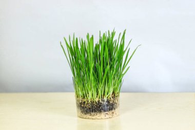 Kediler için filizlenmiş otlar, vitaminler ve sağlıklı bir diyet..