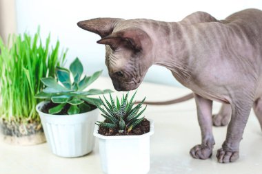 Sphynx kediler için özel bitki yerine ev bitkileri yer..