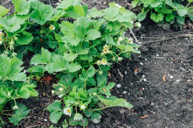 Çiftlikte çiçek açan çilek çalıları. Çilek oluşumu, çiçek tozlaşması.