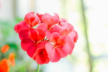 Pelargonium kırmızı yakın plan.