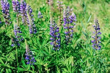 Bahçede çiçek açan mor lupin. Güzel daimi yıl.