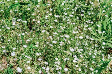 Daisy tarla bitkisi halısı.