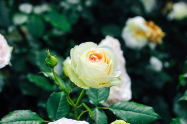 Melez gül Rosa Vivaldi krem pembe merkezli.