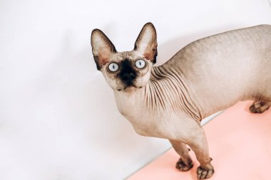 Kanadalı Sfenks 'in mavi gözlü portresi. Kılsız hipoalerjenik kedi..