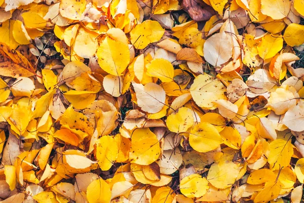 Yellow Carpet Made Yellow Leaves Space Text — Stock Photo, Image