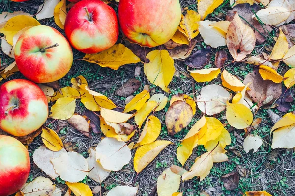 Red Apples Background Yellow Autumn Leaves — Stock Photo, Image