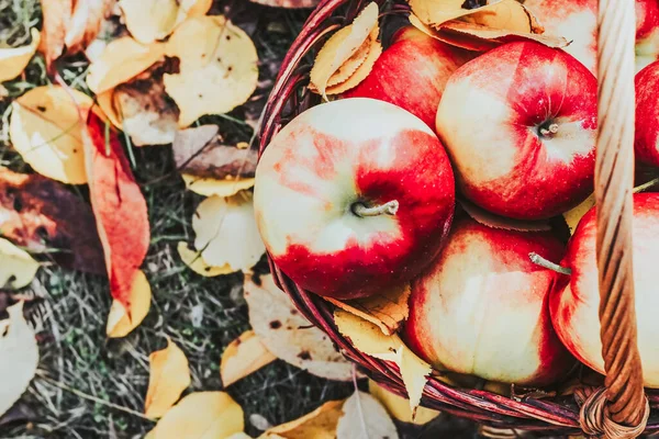 Autumn Flatley Apples Yellow Leaves Wicker Eco Basket — Stock Photo, Image