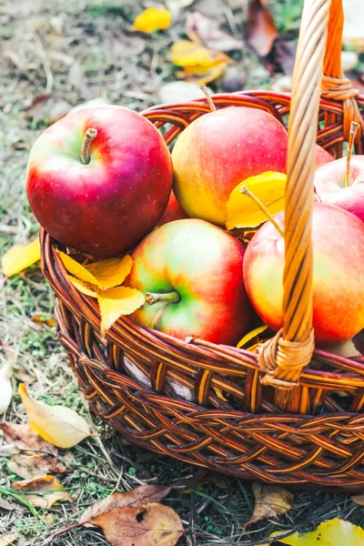 Autumn Flatley Apples Yellow Leaves Wicker Eco Basket — Stock Photo, Image