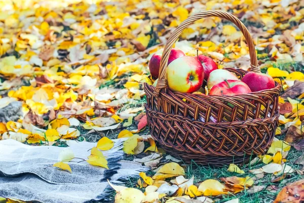 Red Apples Wicker Basket Plaid Background Yellow Autumn Leaves — Stock Photo, Image