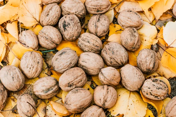 Walnoten Een Achtergrond Van Gele Herfstbladeren — Stockfoto