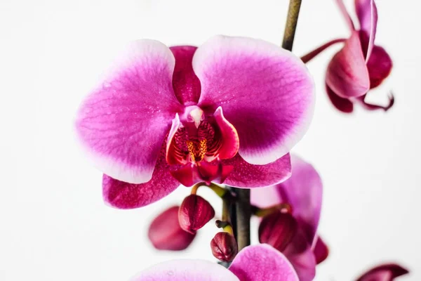 Różowa Orchidea Białym Tle — Zdjęcie stockowe