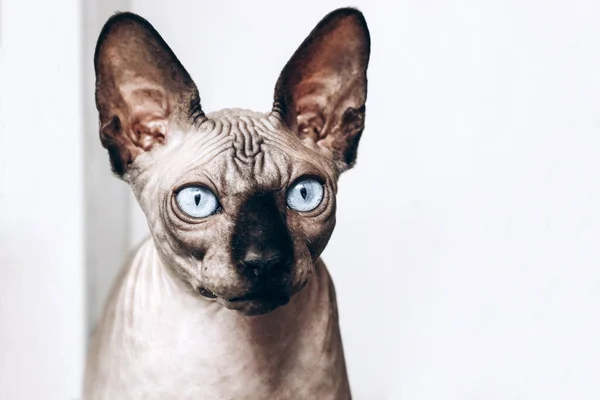 Portret Van Canadese Sfinx Met Blauwe Ogen Haarloze Hypoallergene Kat — Stockfoto